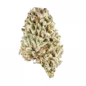 cat piss flower thca sativa